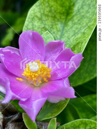 オオバキリンの花 オオバキリンの花 139595668