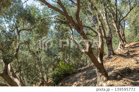 Olive grove on hillside near sea with sunlight filtering through leaves 139595772