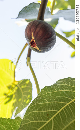 Ripe fig fruit hanging on tree branch with green leaves in sunlight Ripe fig fruit hanging on tree branch with green leaves in sunlight 139595781