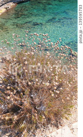 Close up coastal vegetation with flowering plants near clear turquoise water Close up coastal vegetation with flowering plants near clear turquoise water 139595783