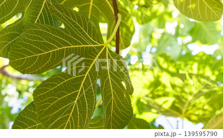 Close-up of fig tree leaves illuminated by sunlight in natural setting Close-up of fig tree leaves illuminated by sunlight in natural setting 139595790