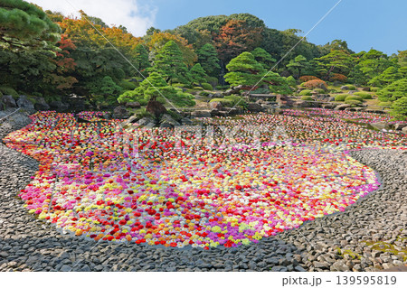 ダリア ダリア 139595819