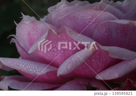 蜂ヶ峰の薔薇 蜂ヶ峰の薔薇 139595821