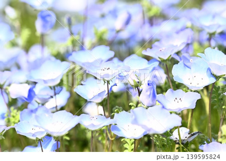 春の花壇に咲くネモフィラの青い花 春の花壇に咲くネモフィラの青い花 139595824