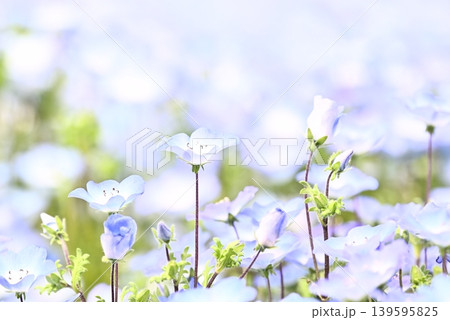 春の花壇に咲くネモフィラの青い花 春の花壇に咲くネモフィラの青い花 139595825