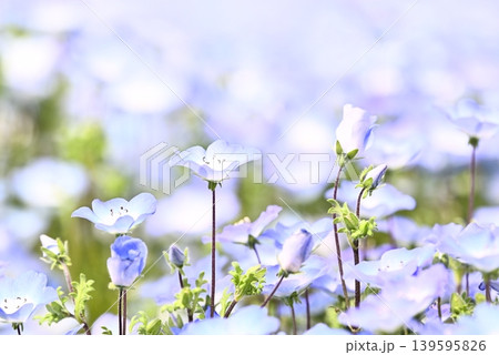 春の花壇に咲くネモフィラの青い花 春の花壇に咲くネモフィラの青い花 139595826