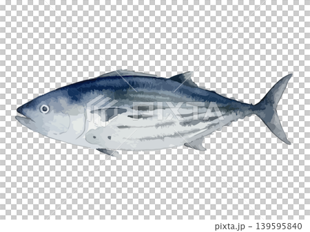 鰹魚的水彩風格插圖 鰹魚的水彩風格插圖 139595840