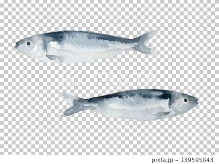 Watercolor-style illustration of a sardine Watercolor-style illustration of a sardine 139595843