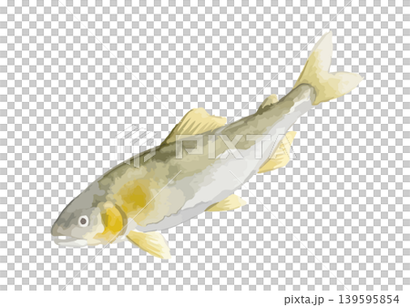Watercolor-style illustration of ayu fish Watercolor-style illustration of ayu fish 139595854