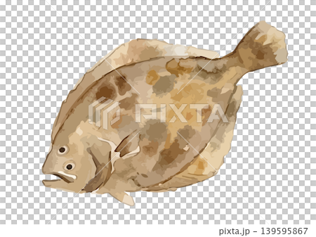 Watercolor-style illustration of a flounder 139595867