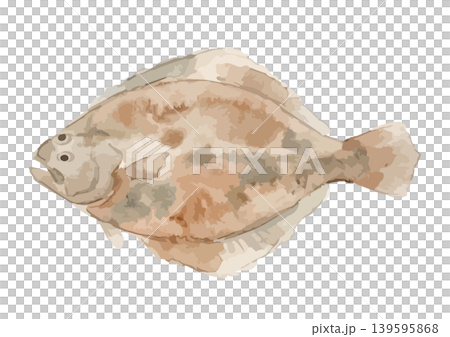 水彩風のヒラメのイラスト 水彩風のヒラメのイラスト 139595868