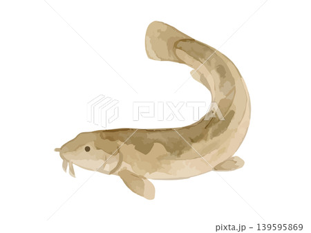 水彩風のどじょうのイラスト 139595869