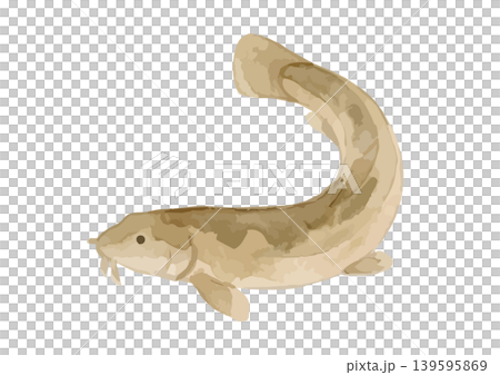 水彩風のどじょうのイラスト 139595869