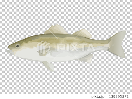 水彩風のスズキのイラスト 水彩風のスズキのイラスト 139595871