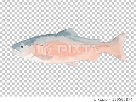 水彩風の鮭のイラスト 水彩風の鮭のイラスト 139595874