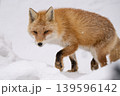 冬のキタキツネ 冬のキタキツネ 139596142