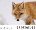 冬のキタキツネ 冬のキタキツネ 139596143