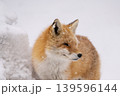 冬のキタキツネ 冬のキタキツネ 139596144