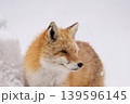 冬のキタキツネ 冬のキタキツネ 139596145