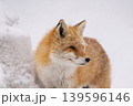 冬のキタキツネ 冬のキタキツネ 139596146