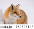冬のキタキツネ 冬のキタキツネ 139596147