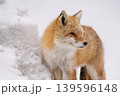 冬のキタキツネ 冬のキタキツネ 139596148