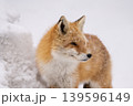 冬のキタキツネ 冬のキタキツネ 139596149