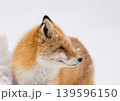 冬のキタキツネ 冬のキタキツネ 139596150