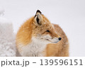 冬のキタキツネ 冬のキタキツネ 139596151