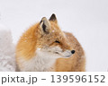 冬のキタキツネ 冬のキタキツネ 139596152