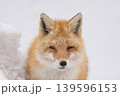 冬のキタキツネ 冬のキタキツネ 139596153