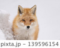 冬のキタキツネ 冬のキタキツネ 139596154