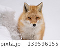 冬のキタキツネ 冬のキタキツネ 139596155
