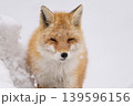 冬のキタキツネ 冬のキタキツネ 139596156