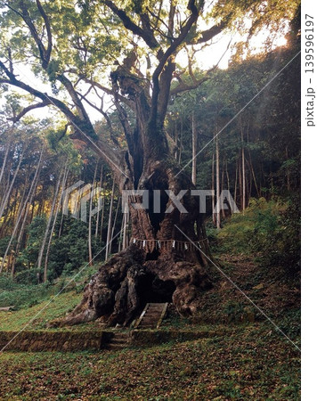 武雄神社の御神木 武雄神社の御神木 139596197