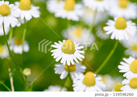 カモミールの花 カモミールの花 139596260