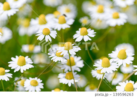 カモミールの花 カモミールの花 139596263