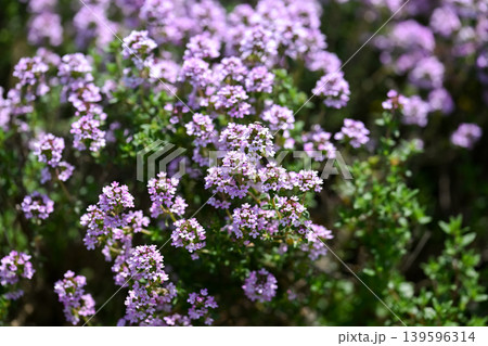タイムの花 139596314