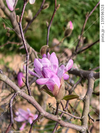 Spring Pink Magnolia Stellata Flowers on Bare Branches 139596328