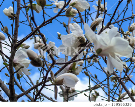 Spring White Magnolia Tree Blossoms Against Blue Sky Spring White Magnolia Tree Blossoms Against Blue Sky 139596329