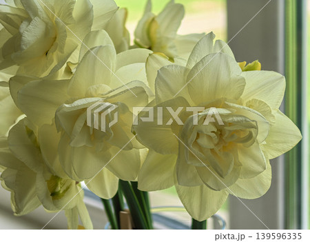 Narcissus Obdam Double Daffodil Flowers Close Up in Soft Window Light Narcissus Obdam Double Daffodil Flowers Close Up in Soft Window Light 139596335