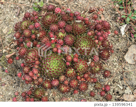 Sempervivum Succulent Cluster Hens and Chicks Plant Top View Sempervivum Succulent Cluster Hens and Chicks Plant Top View 139596341