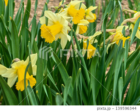 Spring Blooming Yellow Narcissus Flowers Spring Blooming Yellow Narcissus Flowers 139596344