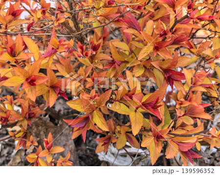 Vibrant Orange and Red Spring Foliage of Spiraea Japonica 139596352