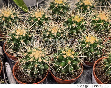 Potted Echinocactus Barrel Cacti with Yellow Spines in Greenhouse Nursery Potted Echinocactus Barrel Cacti with Yellow Spines in Greenhouse Nursery 139596357