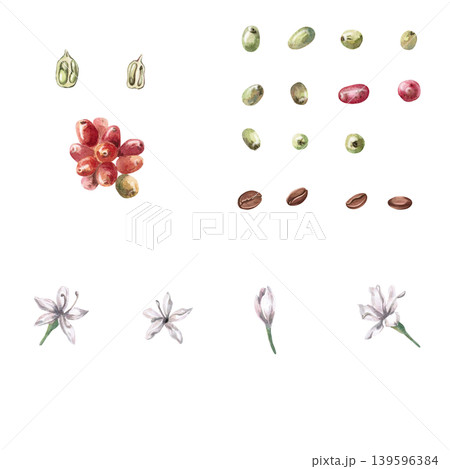An assortment of ripe and green coffee cherries, roasted beans, and flowers. Ideal for cafe menus, packaging, coffee websites, and recipe illustrations. An assortment of ripe and green coffee cherries, roasted beans, and flowers. Ideal for cafe menus, packaging, coffee websites, and recipe illustrations. 139596384