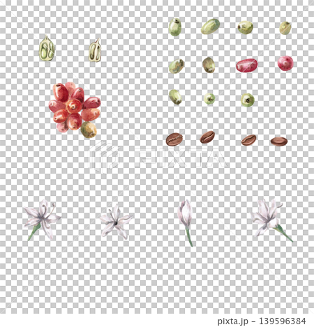 An assortment of ripe and green coffee cherries, roasted beans, and flowers. Ideal for cafe menus, packaging, coffee websites, and recipe illustrations. An assortment of ripe and green coffee cherries, roasted beans, and flowers. Ideal for cafe menus, packaging, coffee websites, and recipe illustrations. 139596384