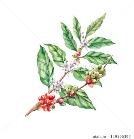 Coffee berries and flowers on a branch. This isolated watercolor illustration conveys freshness and naturalness. Ideal for labels, logos, coffee shop menus, postcards, and coffee-related websites. Coffee berries and flowers on a branch. This isolated watercolor illustration conveys freshness and naturalness. Ideal for labels, logos, coffee shop menus, postcards, and coffee-related websites. 139596396