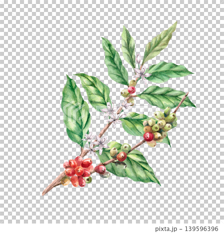 Coffee berries and flowers on a branch. This isolated watercolor illustration conveys freshness and naturalness. Ideal for labels, logos, coffee shop menus, postcards, and coffee-related websites. Coffee berries and flowers on a branch. This isolated watercolor illustration conveys freshness and naturalness. Ideal for labels, logos, coffee shop menus, postcards, and coffee-related websites. 139596396