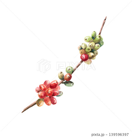Coffee berries on a branch. This isolated watercolor illustration conveys freshness and naturalness. Ideal for labels, logos, coffee shop menus, postcards, and coffee-related websites. 139596397